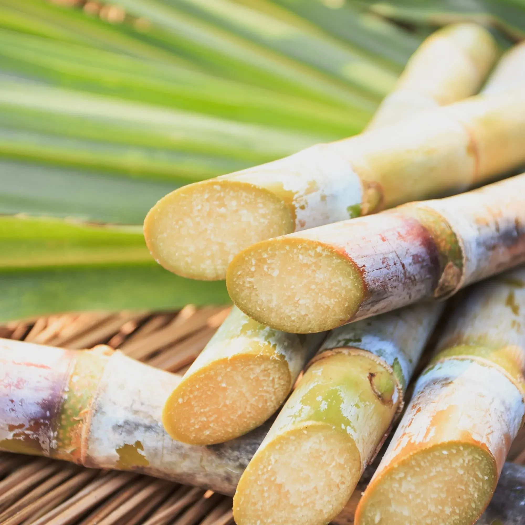 CHUXAY GARDEN Sugarcane-Sugar Cane 100 Seeds Rich in Sucrose Hybrid Make Suger Sweet Fruit Low-Maintenance