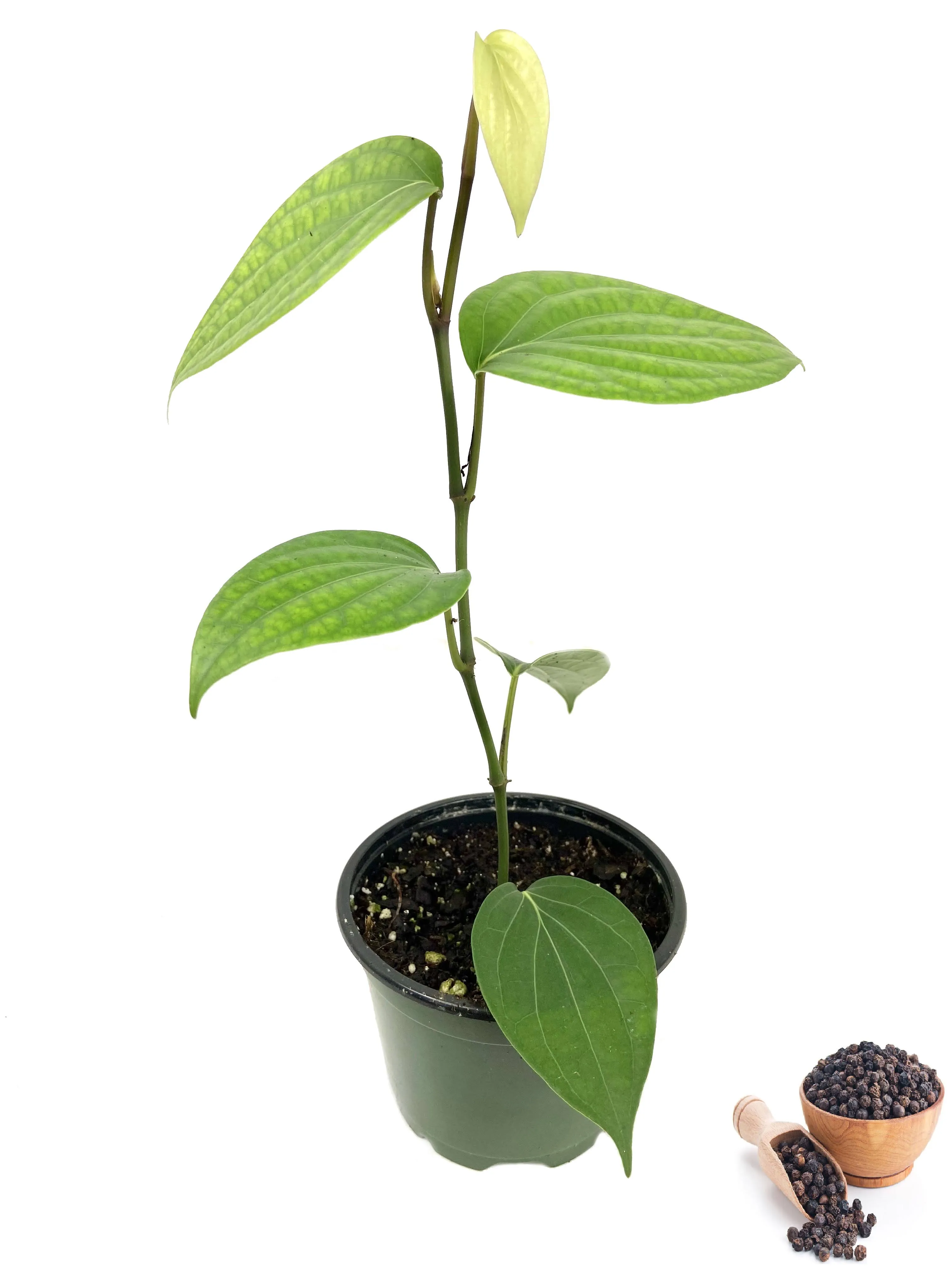 "Black Pepper Plant - Live Vine in a 4 Inch Grower's Pot - Piper Nigrum - Grow Your Own Spices in The Garden"