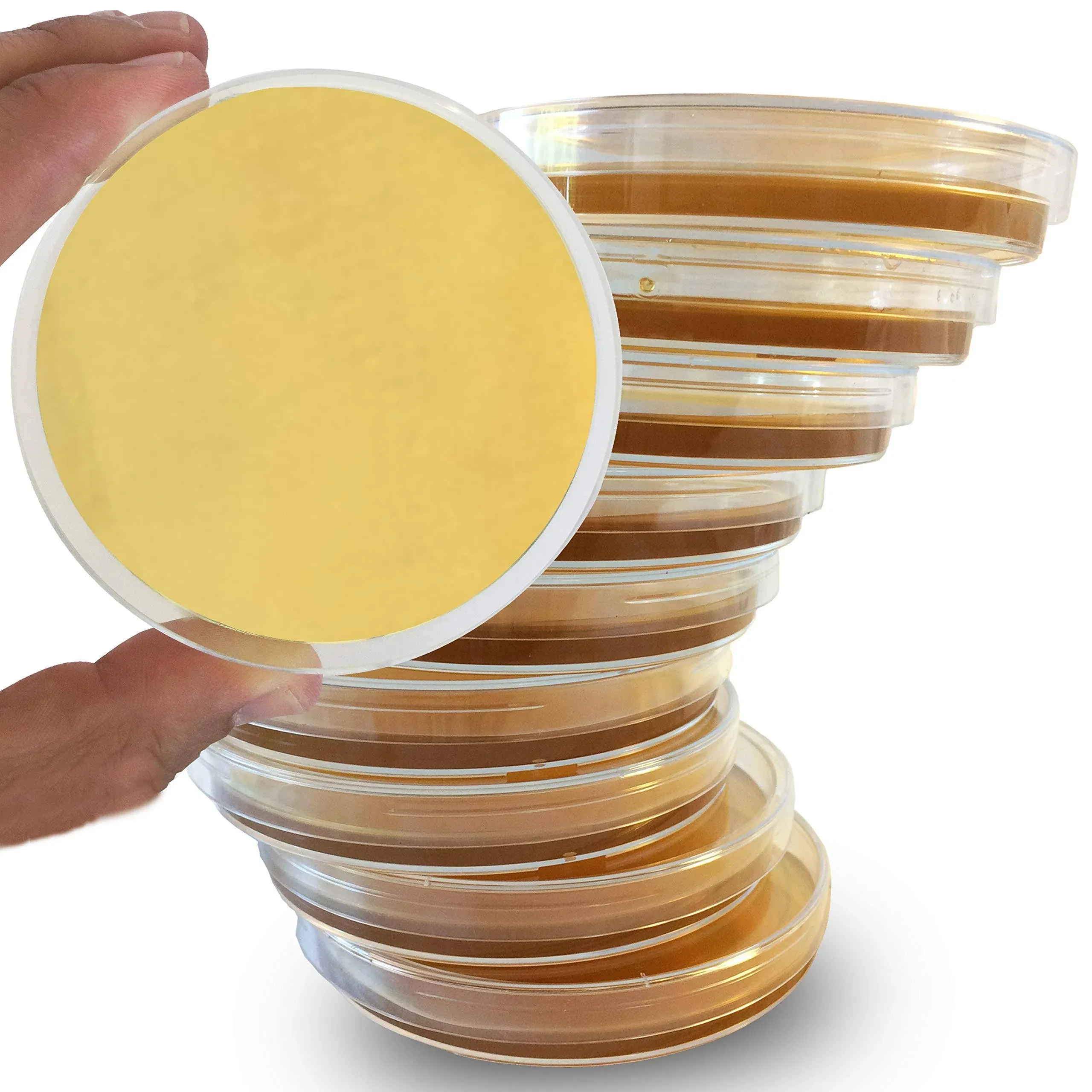 Sabouraud Dextrose Agar Plates - Evviva Sciences - Excellent for Cultivating Yeasts, Molds, & Other Fungus - 10 Prepoured SDA Petri Dishes - Great for Science Fair Projects!