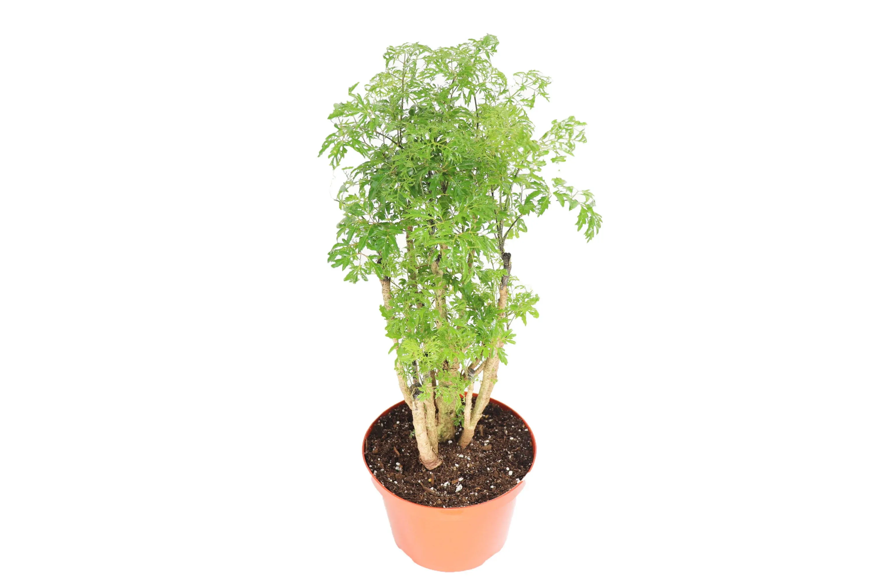 Ming Aralia - 8'' from California Tropicals