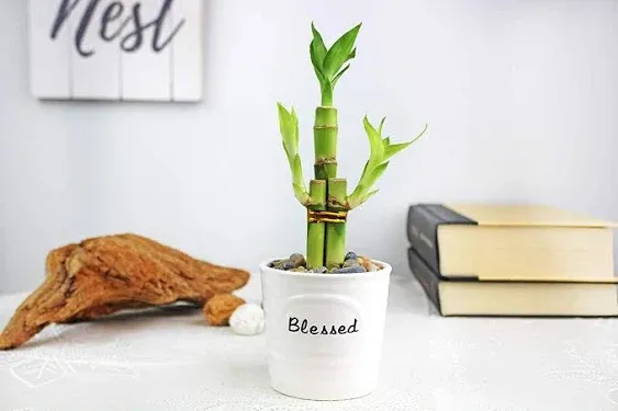 NW Wholesaler - 3 Stalk Live Lucky Bamboo Plant (1x - 6" Stalk, 2X - 4" Stalks) - Live Indoor Houseplants for Home Decor, Live Bamboo Plant, Indoor Low Light Plants, Feng Shui