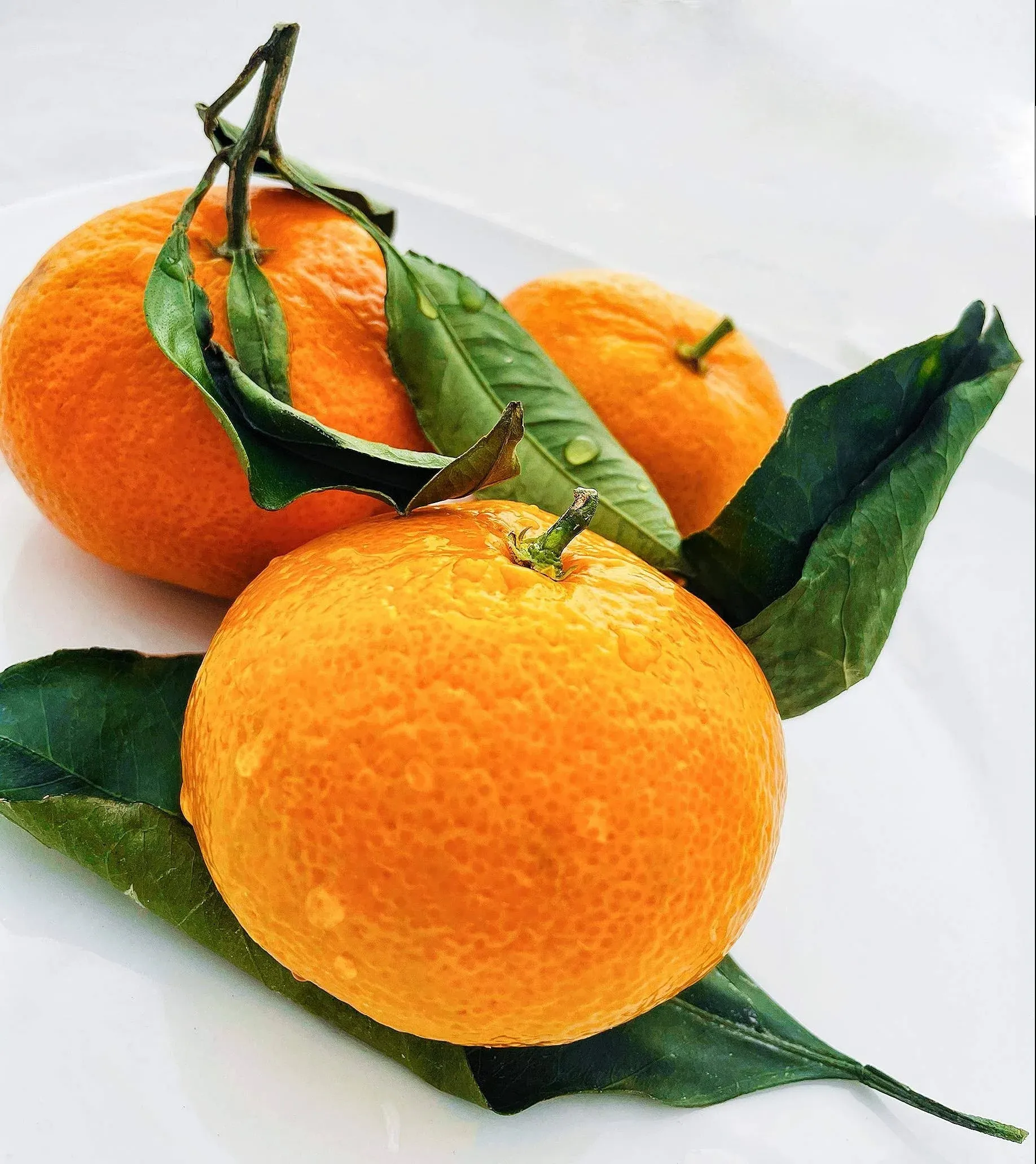 Fresh Satsuma Mandarin from California (4)