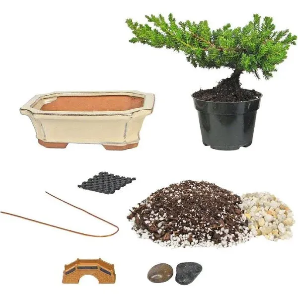 Eve's Bonsai Tree Starter Kit, Complete Do-It-Yourself Kit with 6 Year Old ...