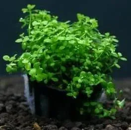 Monte Carlo (Micranthemum Glomeratus) Aquatic Plant Potted