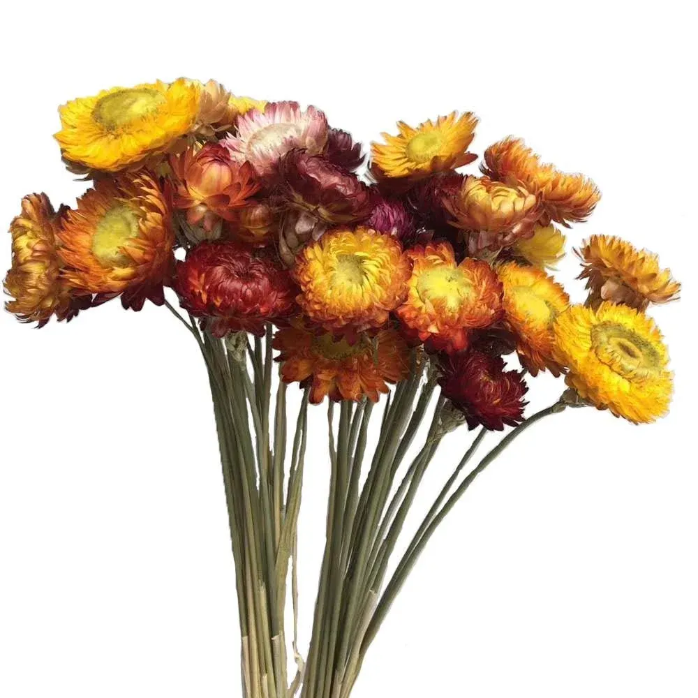 Natural Dried Flower Bouquet ,Natural Flowers Bouquet Daisies .Dried Daisies, Ho