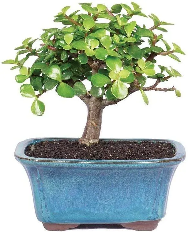 Brussel's Bonsai Live Dwarf Jade Indoor Bonsai Tree - 3 Years Old; 4" to 6" Tall