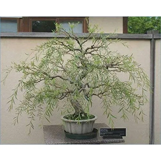 Bonsai Tree Dragon Willow - Thick Trunk Bonsai Cutting - Fast Growing Indoor/Outdoor Bonsai Tree - Ships Bare Root - Old Mature Look Fast