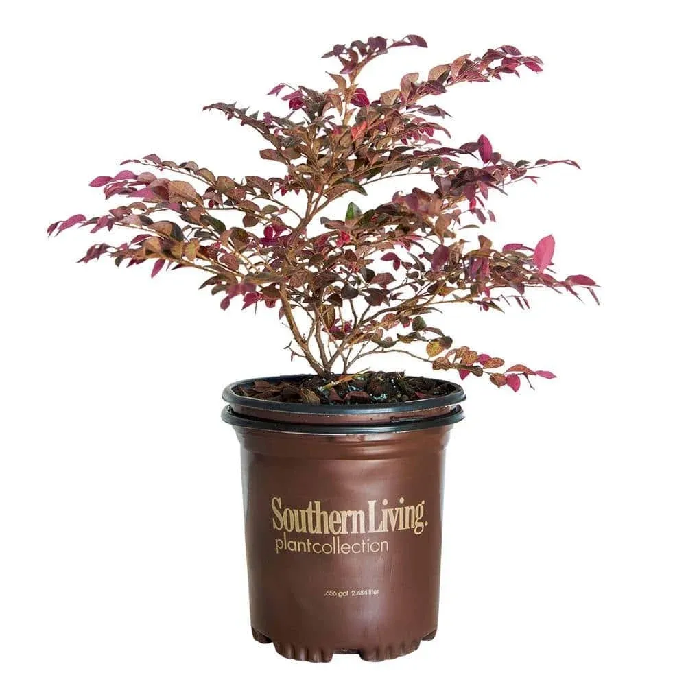 Southern Living 2.5 qt. Purple Daydream Dwarf Loropetalum, Evergreen Shrub with ...