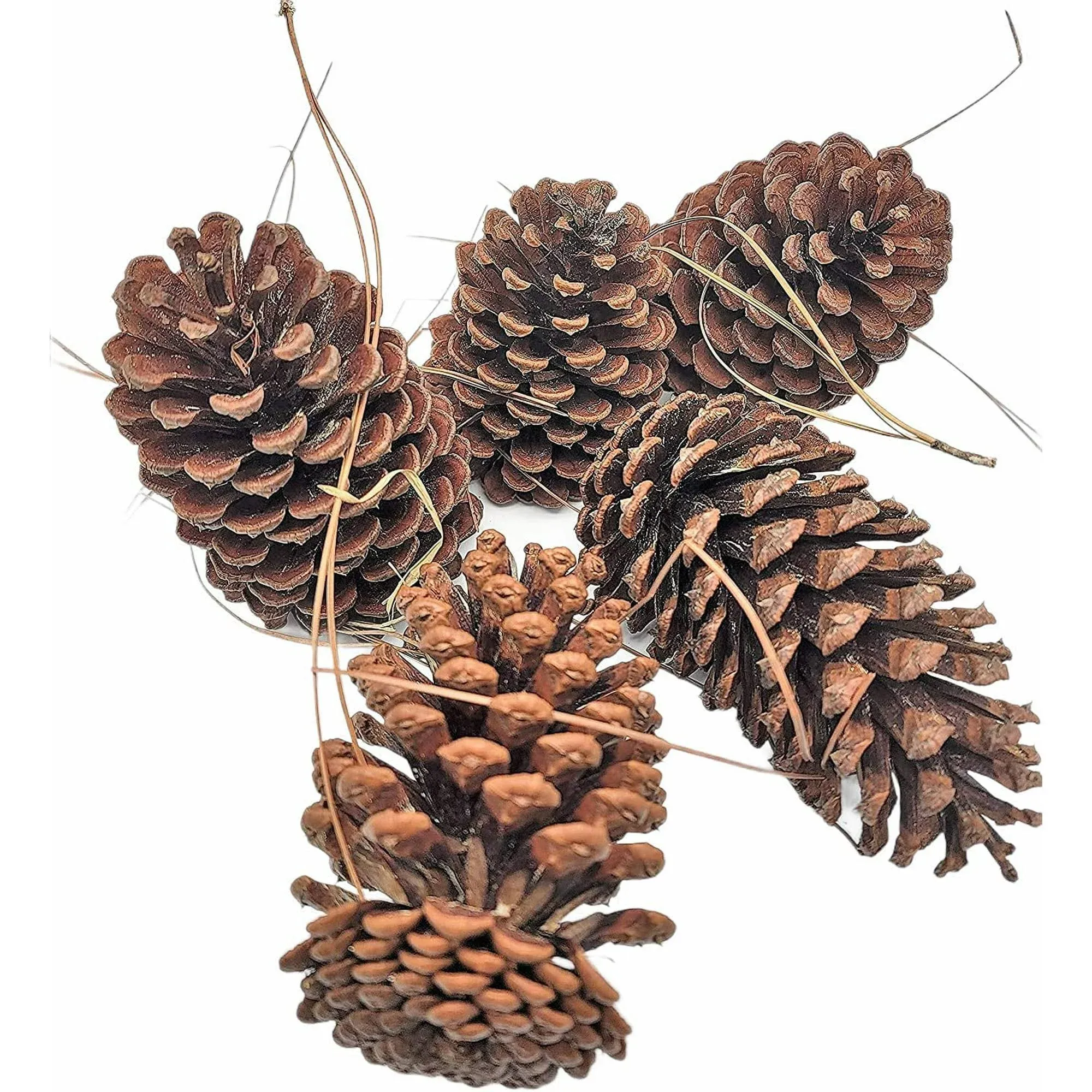 12 Pack Pine Cones 3 inch-4 inch Real All Natural Pinecones in Bulk (12 Pack ...