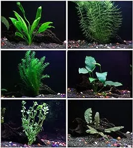 25+ Stems / 6 Species Live Aquarium Plants Package - Anacharis, Amazon and More!