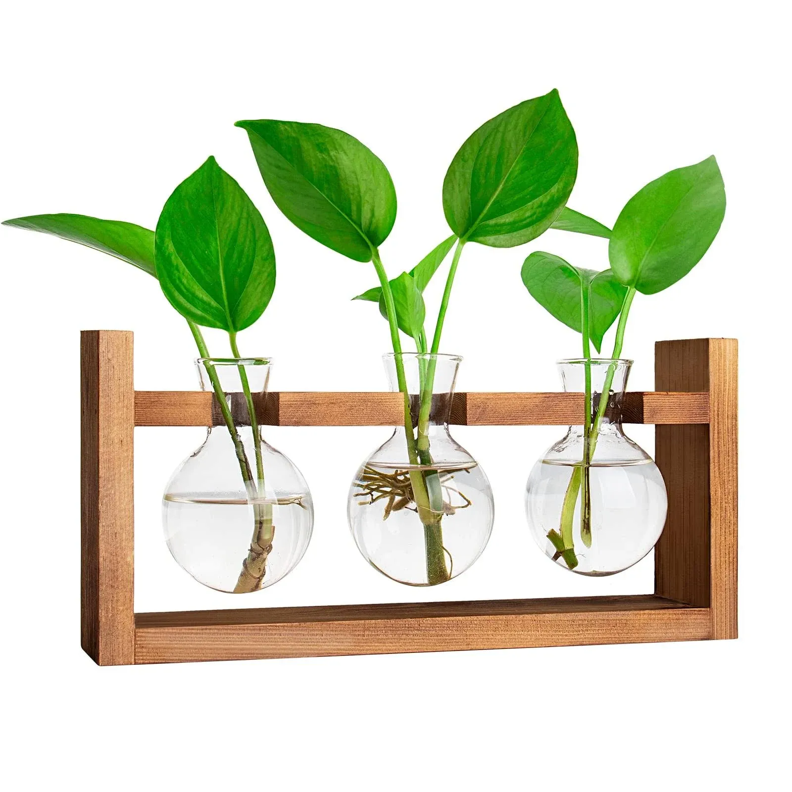 Ivolador Plants Terrarium Glass Bulb Vase with Retro Solid Wooden Stand for ...