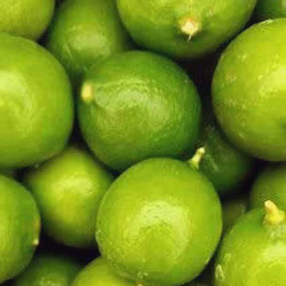 Melissa's Fresh Key Limes, (5 Lb)