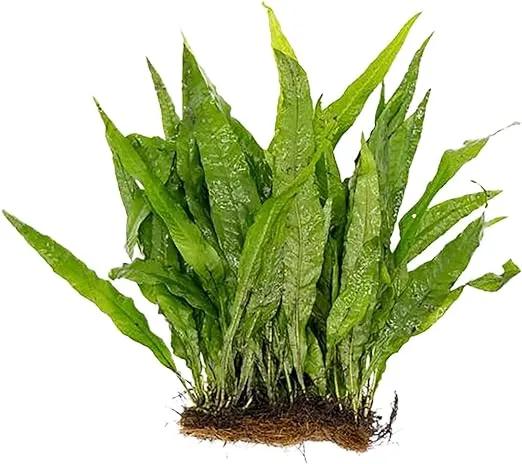 &#034;Premium Live Java Fern Microsorum Pteropus on Mat - Ideal for Contemporary Aqua