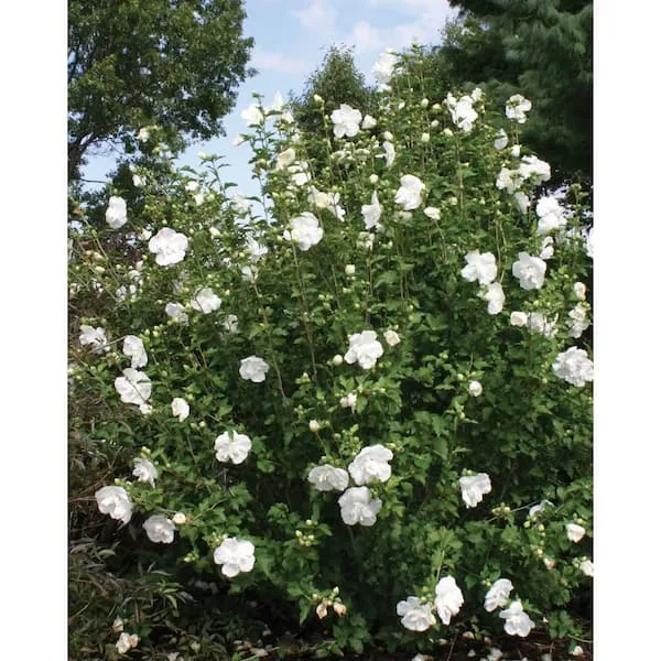 Proven Winners White Chiffon Rose of Sharon Hibiscus Live Shrub - HIBPRC2017800