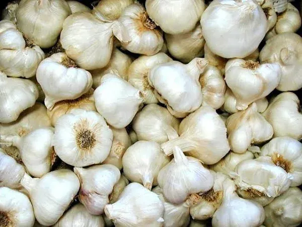 Organically Grown (White softneck) Garlic for Planting - 1/2 lb- Bulb