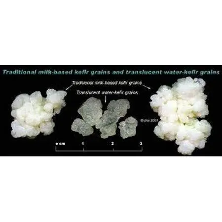 Poseymom Fresh Live Milk Kefir Grains.