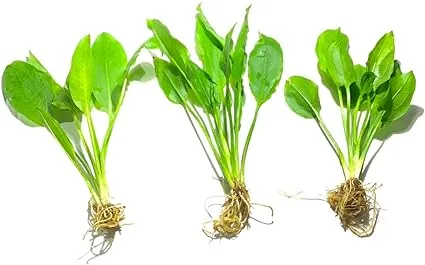 3X Amazon Sword Echinodorus Bleheri Easy Live Aquarium Plants for Aquatic Freshwater Fish Tank