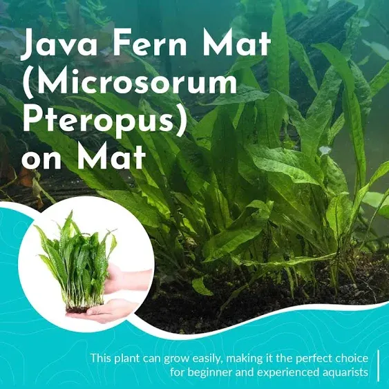 Live Java Fern Microsorum Pteropus on Mat Plant - Great for Modern Aquariums - Provides Shelter to Baby Fish - Fast Growth, Long Lasting & Easy to Care Aquatic Plants - Half Mat