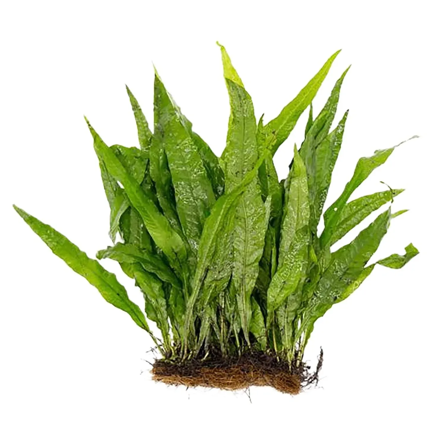 &#034;Premium Live Java Fern Microsorum Pteropus on Mat - Ideal for Contemporary Aqua