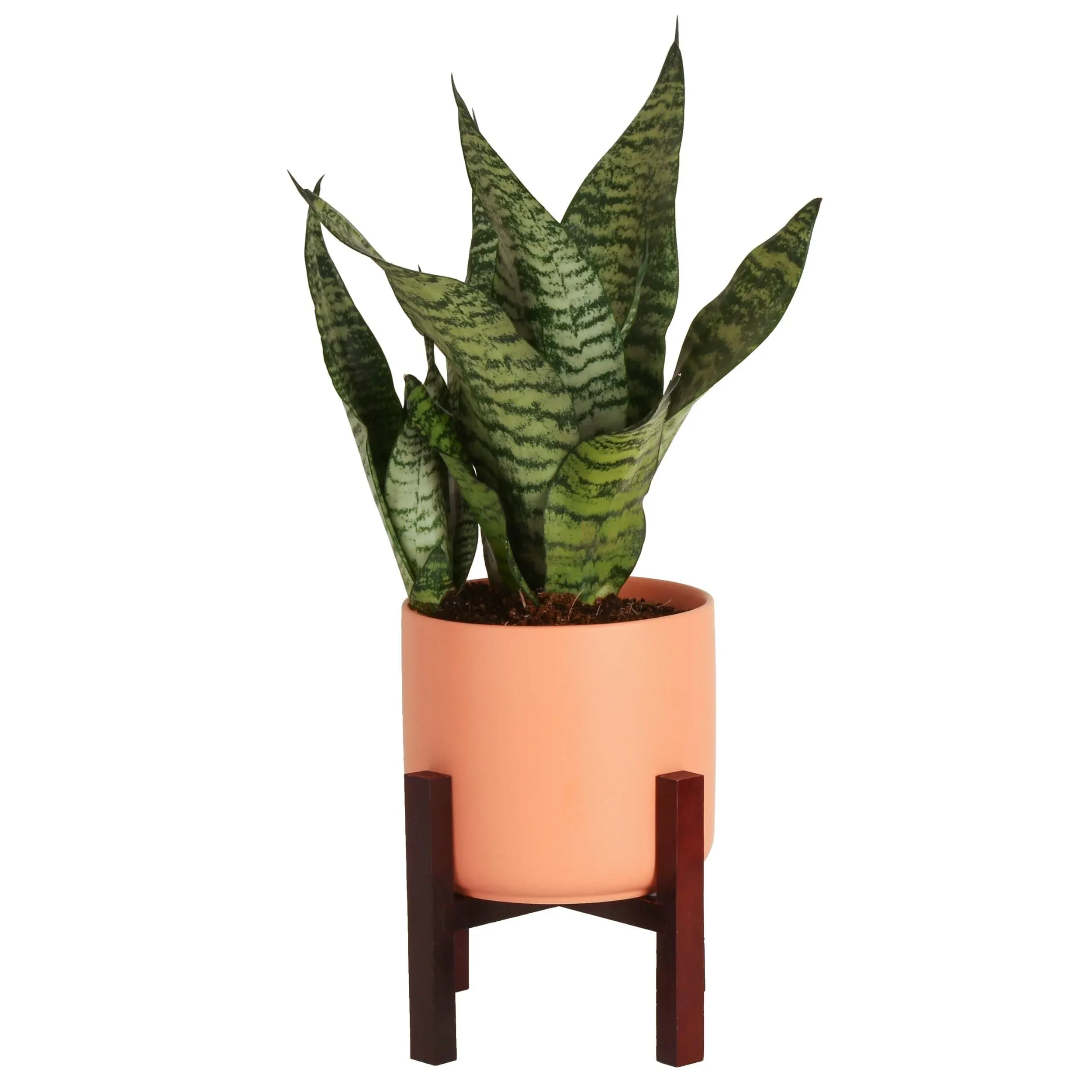 Costa Farms Snake Plant, Easy to Grow Live Indoor Sansevieria Plant, Succulent ...