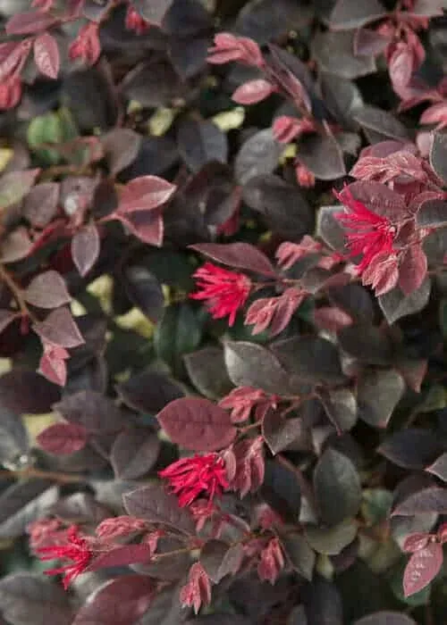 2.5 Qt. Purple Daydream Dwarf Loropetalum Southern Living Plant Collection