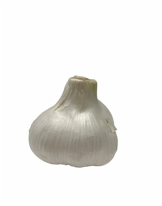 Elephant Garlic (Ajo Elefante) Sorted Bulbs! Great for Fall Planting! Different ...