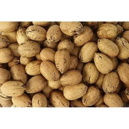 in Shell Pecans for Sale | Bulk Fresh Raw Pecans in Shell Bag 5 lb