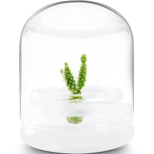 Bloomify Live Cactus Succulent Terrarium