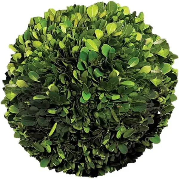 Preserved Boxwood Ball, in 4 Sizes