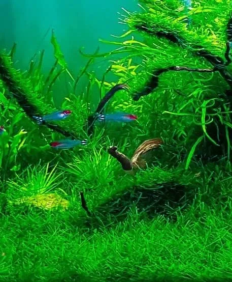 Java Moss (Vesicularia dubyana) 4 oz cup live aquatic plant  | eBay