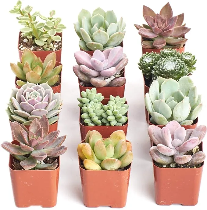 Shop Succulents | Soft Hue Collection Assortment of Hand Selected, Fully Rooted Live Indoor Pastel Tone Succulent Plants, 12 Pack,