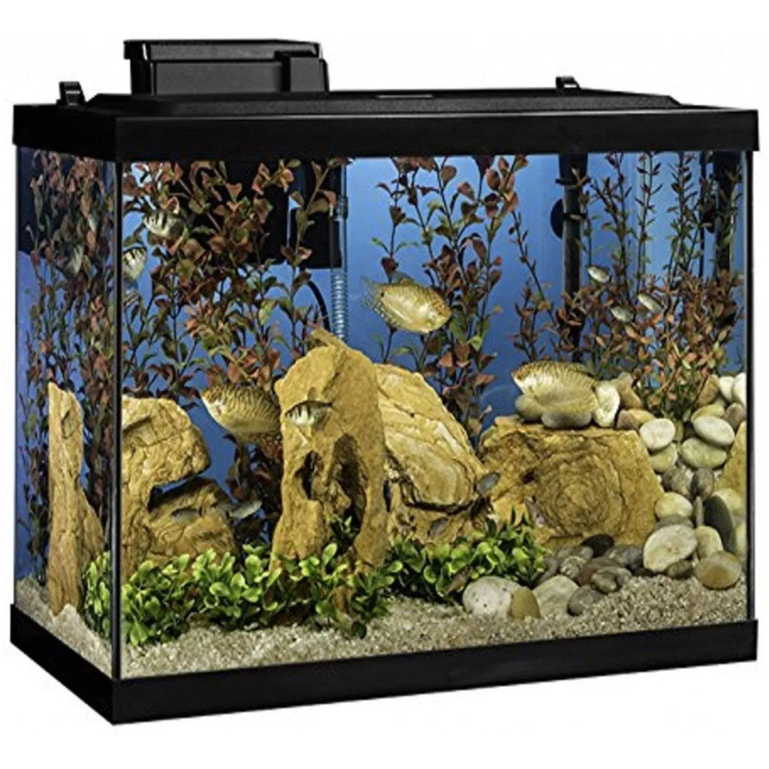 Tetra Aquarium 20 Gallon Fish Tank Kit Includes LED Lighting and Decor