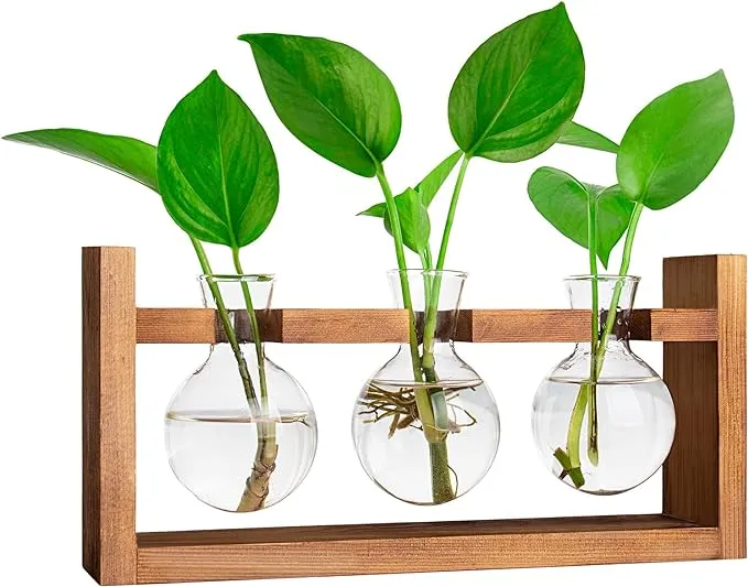 Glass Bulb Terrarium w/ Retro Solid Wooden Stand for Hydroponics Plants 3 Bulbs