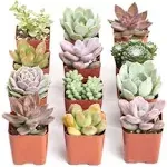 Assortment of Hand Selected Fully Rooted Live Indoor Pastel Tone Succulent Plants (10-Pack)