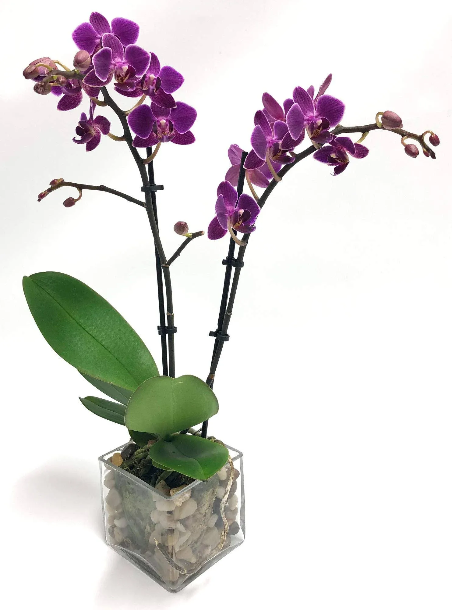 Athena's Garden Live Orchid Plant, Purple, Double Spike Phalaenopsis Blooming in Glass Container, Long Lasting, Easy Care, Model: Orchid PA-OPP3P