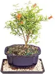 Brussel's Live Dwarf Pomegranate Indoor Bonsai Tree - 5 Years Old; 8" to 12" Tall with Decorative Container, Humidity Tray & Deco Rock