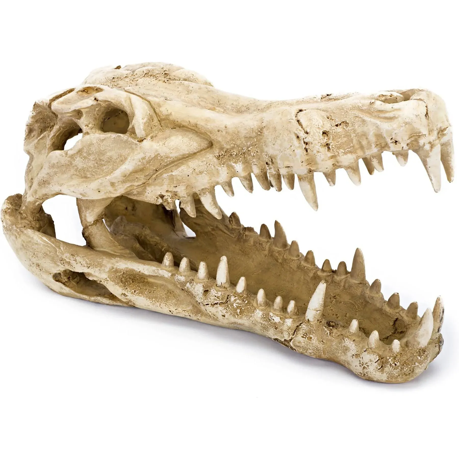 Penn-Plax Crocodile Skull Animal Resin Ornament, Safe for Saltwater and Freshwater Aquaruims (RR1065)