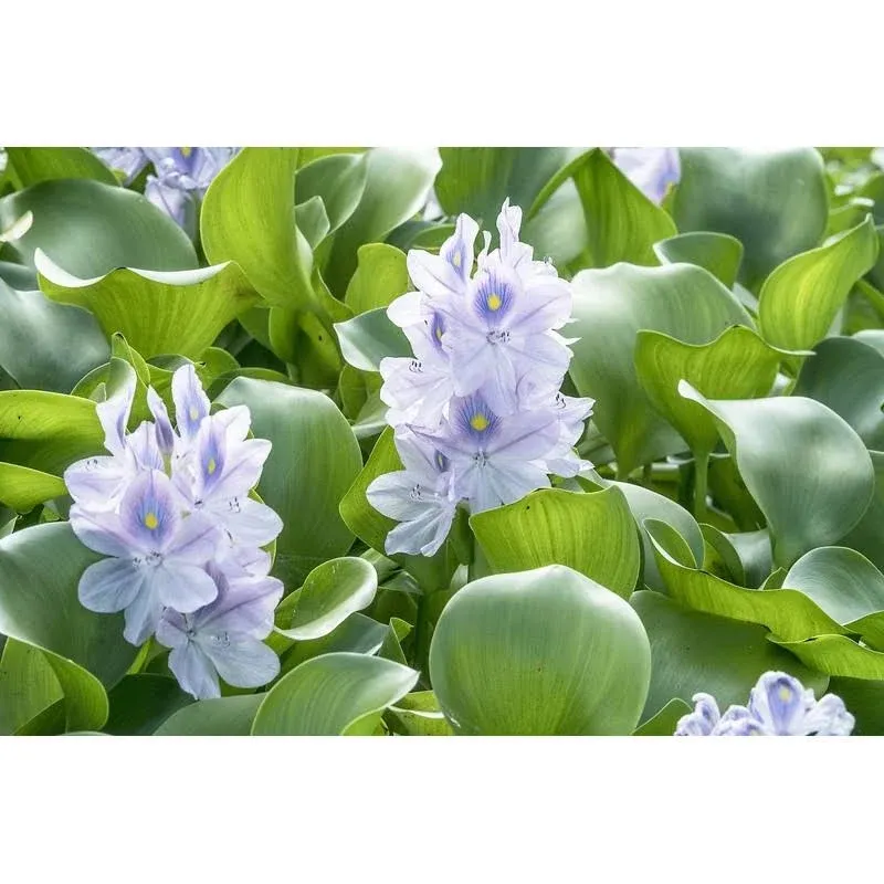 Three (3) Premium Water Hyacinth Floating Aquatic Live Tropical Plants