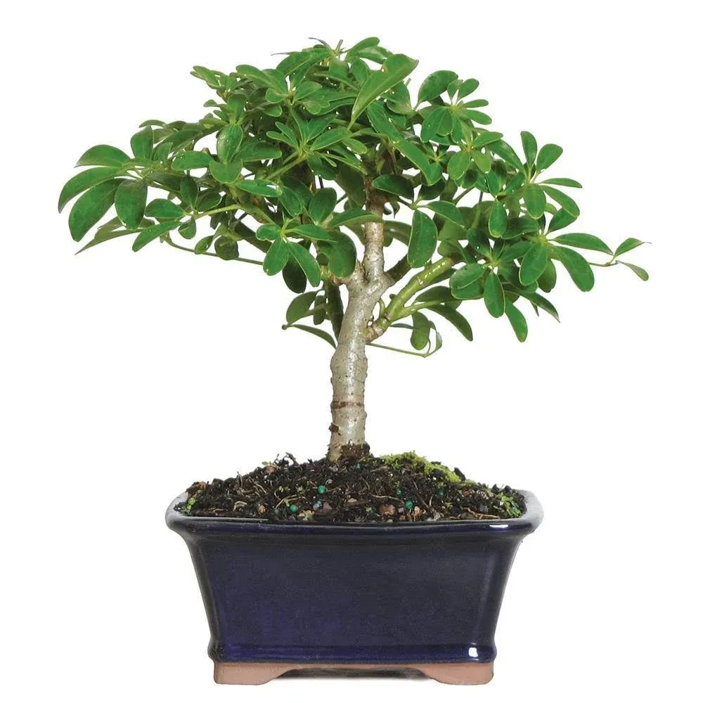 Brussel's Bonsai 6-Inch Dwarf Hawaiian Umbrella Tree In Clay Planter