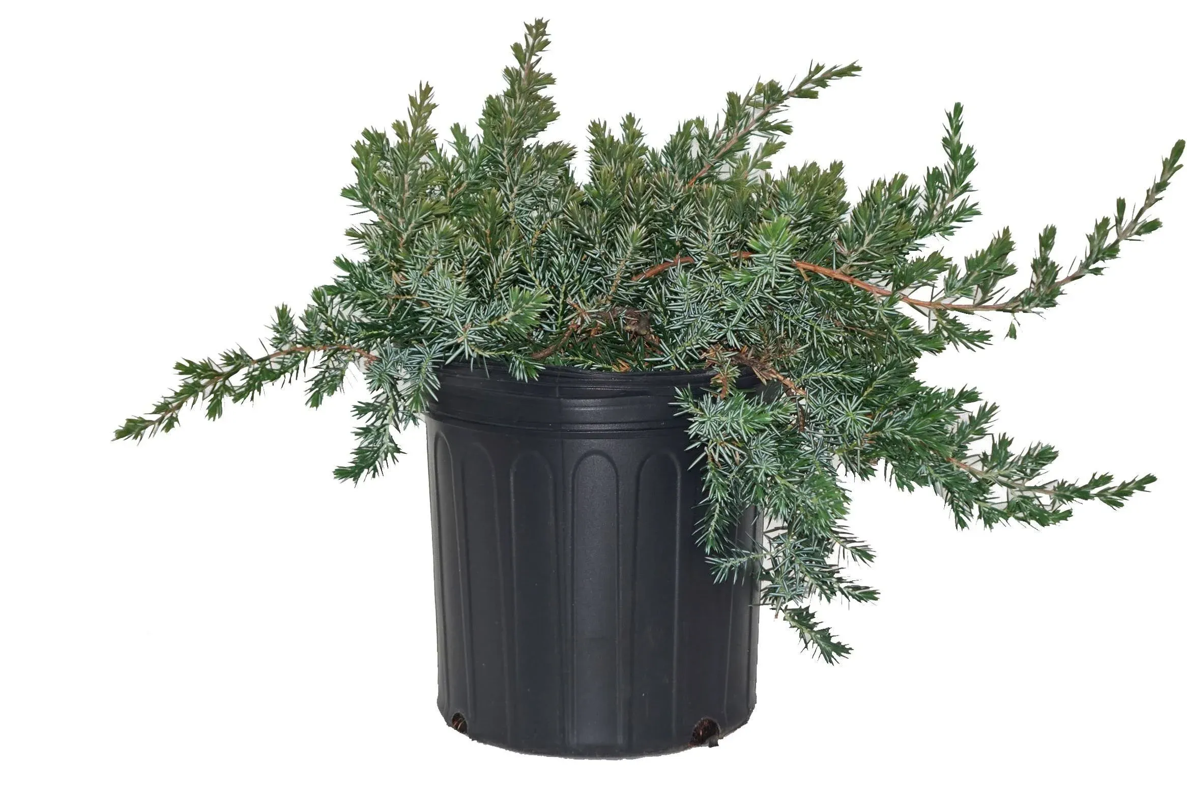 Green Promise Farms Juniper Shrub