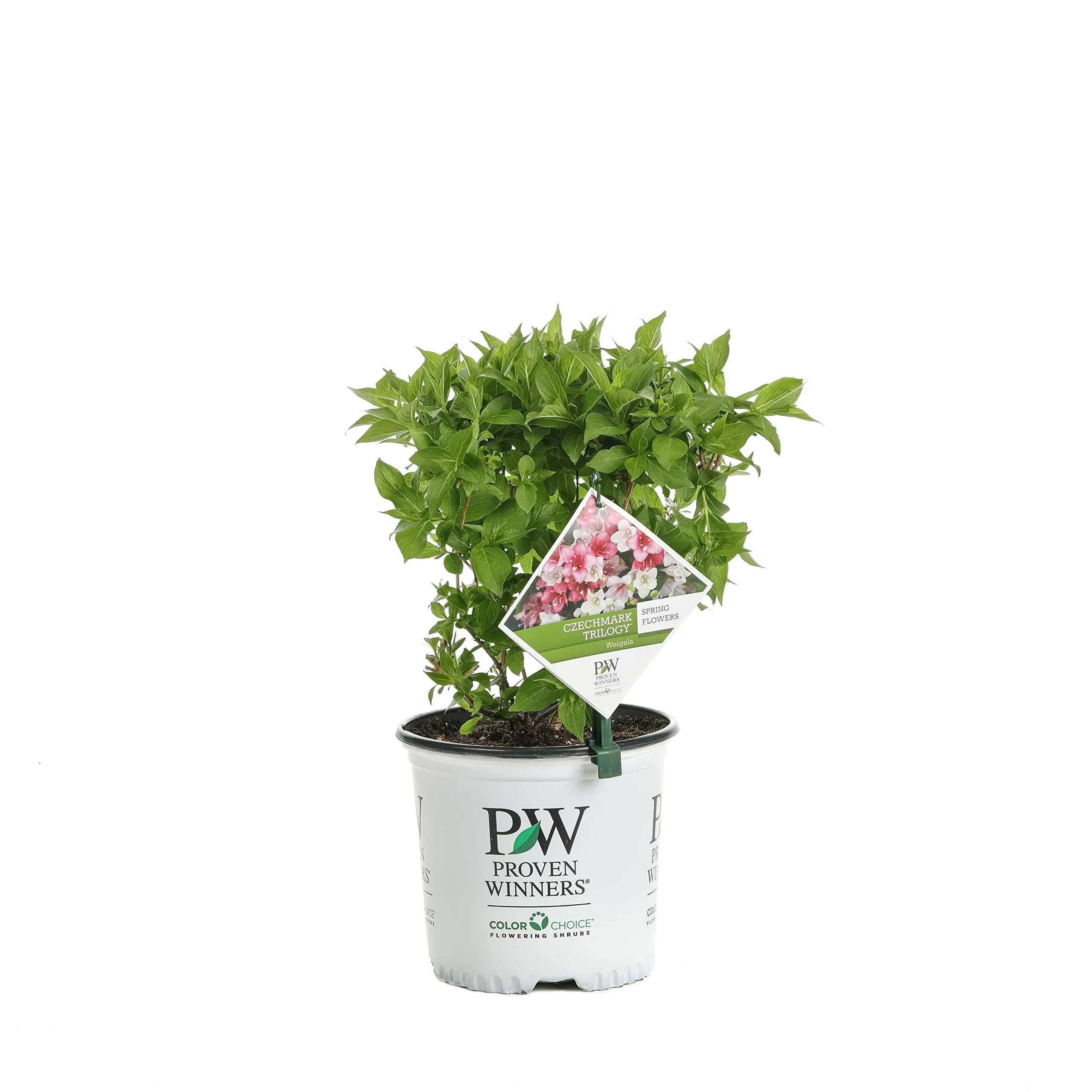 Proven Winners 1 gal. Czechmark Trilogy (Weigela) Live Shrub, White, Pink, and ...