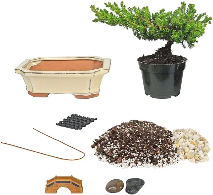 Eve's Bonsai Tree Starter Kit, Complete Do-It-Yourself Kit with 6 Year Old Japanese Juniper