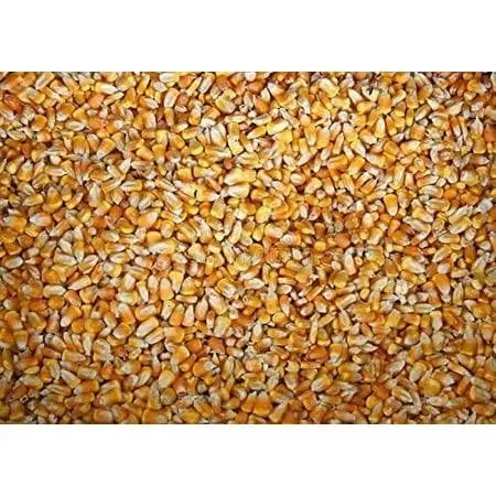 10 pounds Yellow Whole Kernel Corn - Grown, and Shipped from Iowa. Squirrel, Duc