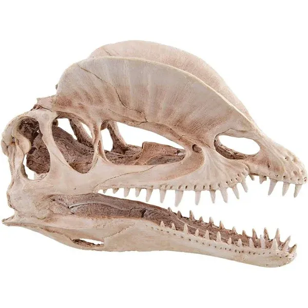 Underwater Treasures - Dinosaur Skull