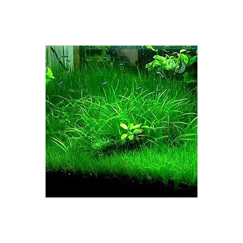 Opticase Aquarium Grass Plant Seeds Water Grasses Random Dwarf Aquatic Plant ...