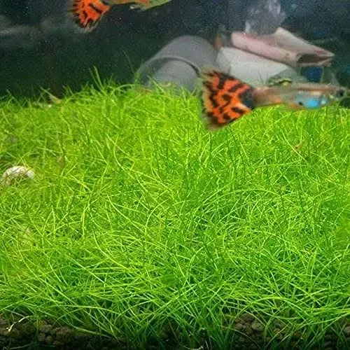 Aquarium Grass Plant Seeds Water Grasses Random Dwarf Aquatic Plant Grass Seeds ...