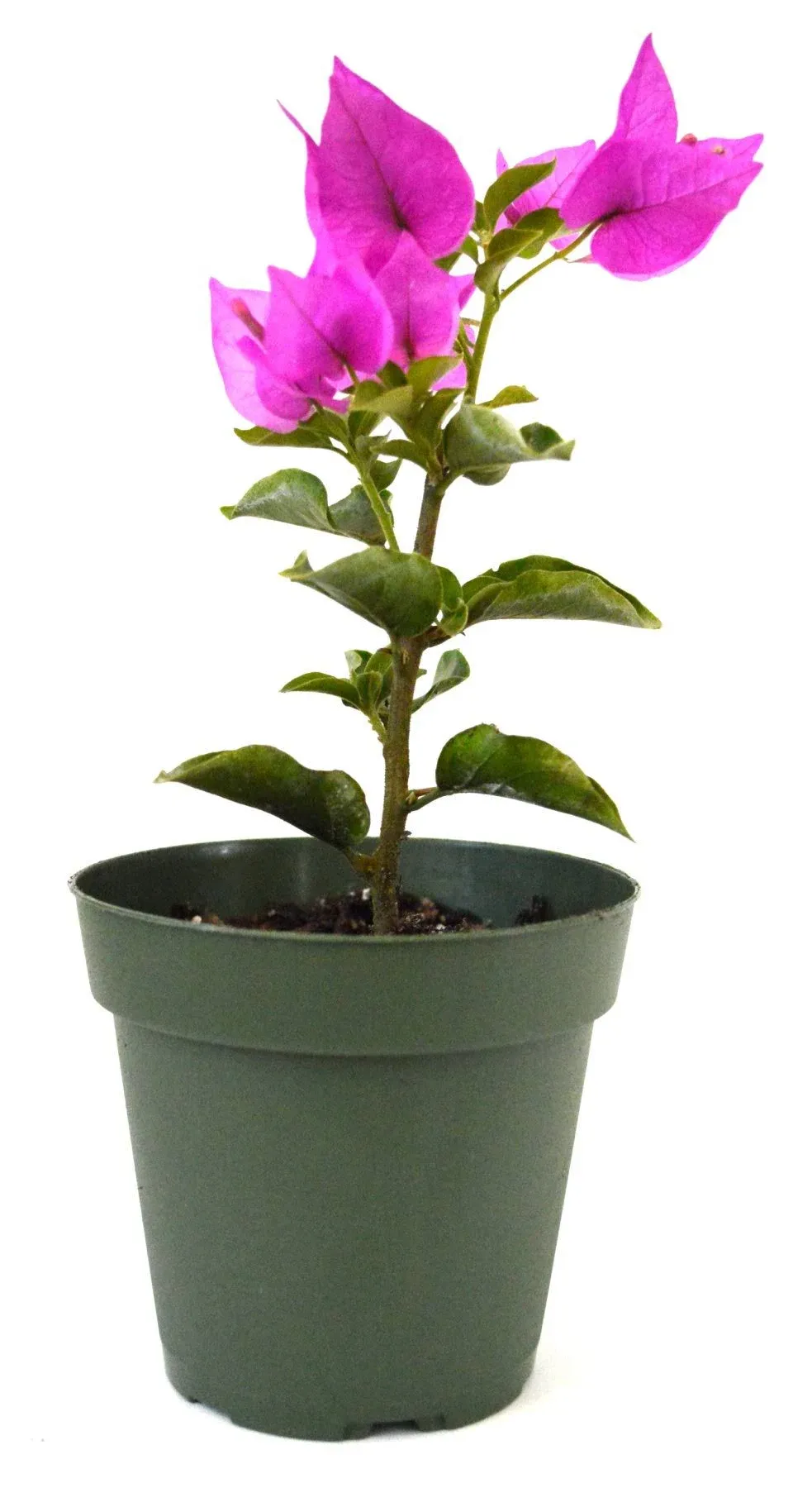 9GreenBox - Royal Purple Bougainvillea Plant -Indoors/Out or Bonsai - 4" Pot