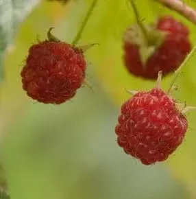 Mackey's Fruit Farm Raspberry, Caroline (Rubus Caroline) 2gal