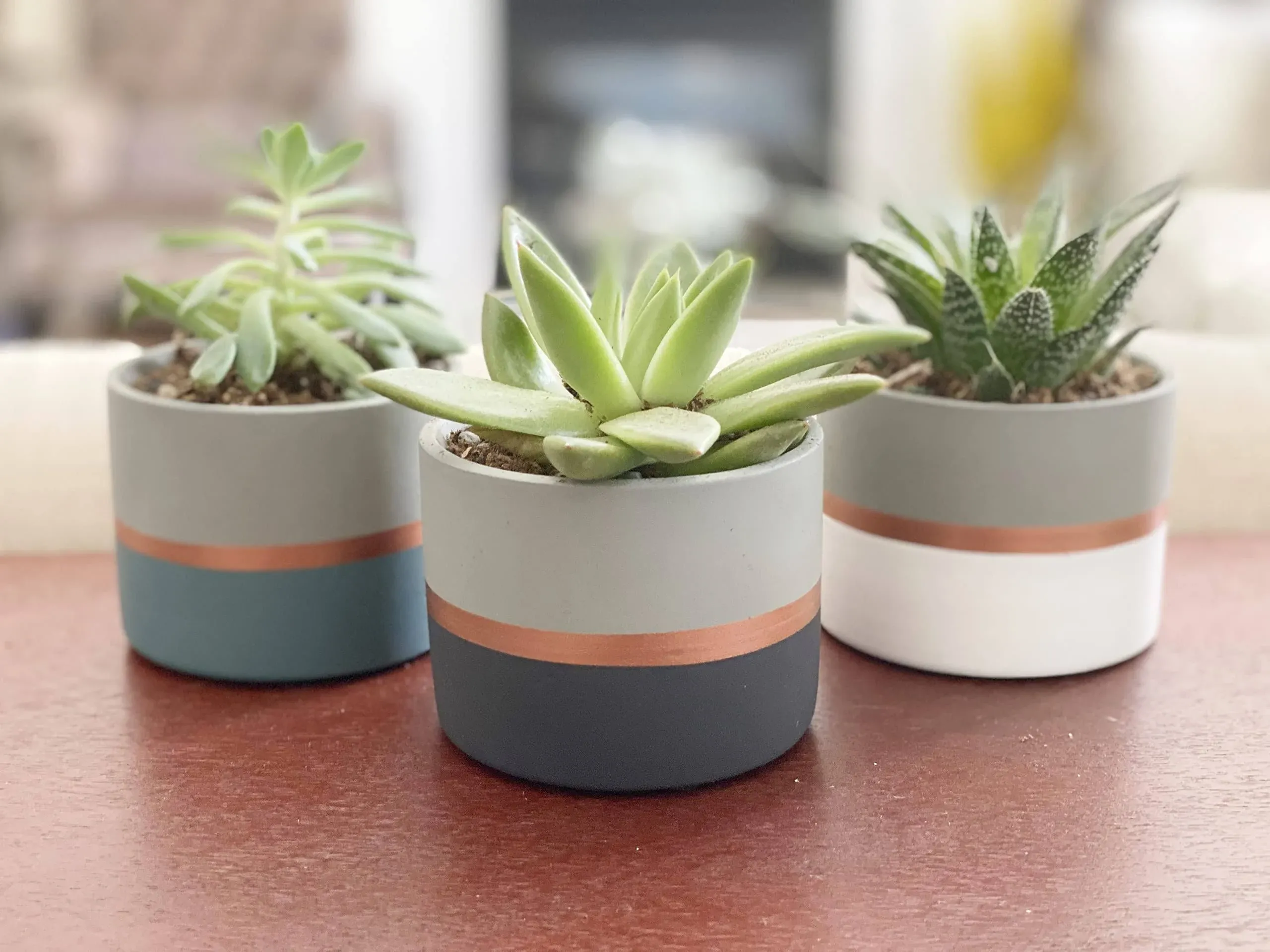 Chez JuJu Assorted Nordic Cement Succulent Pots 3.5" Planters with Drainage | 3 Pack