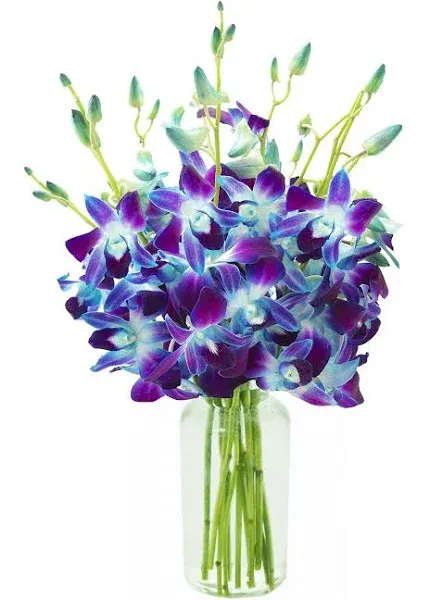 Exotic Sapphire Orchid Bouquet of Blue Orchids from Thailand with Vase - Fall Collection - KaBloom Prime Next Day - Gift for Birthday, Thank You, Valentine, Mother’s Day Fresh Flowers